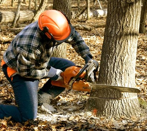 Tree Removal in Pointblank, TX